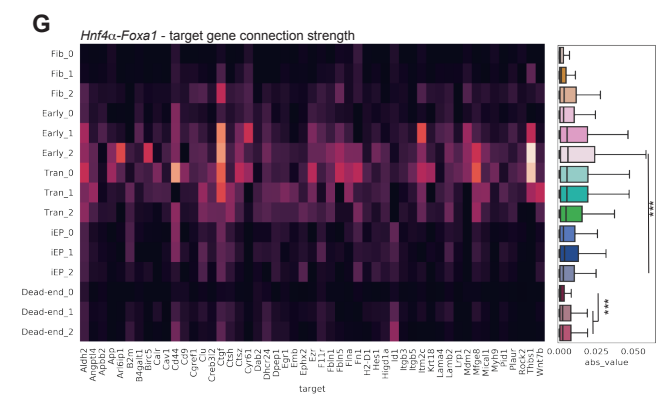 A heatmap shows cell types on one axis and target genes on the other, with lighter colors for stronger predicted relationships with FoxA2+Hnf4a.