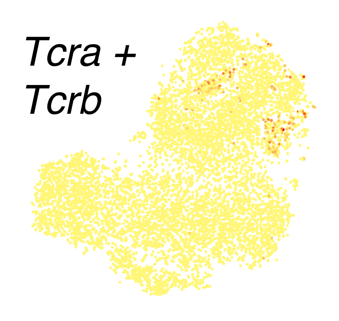 Thymocytes from the Atlas show TCR expression where expected