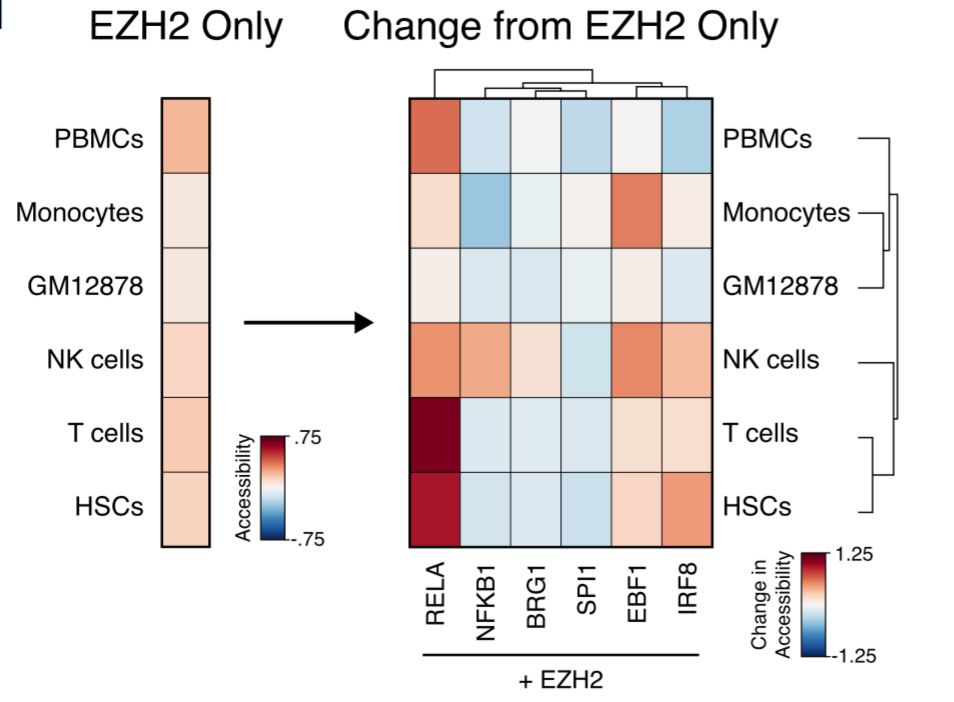 EBF1, IRF8, and RELA repress non-B-cell lineages even in the absence of EZH2.