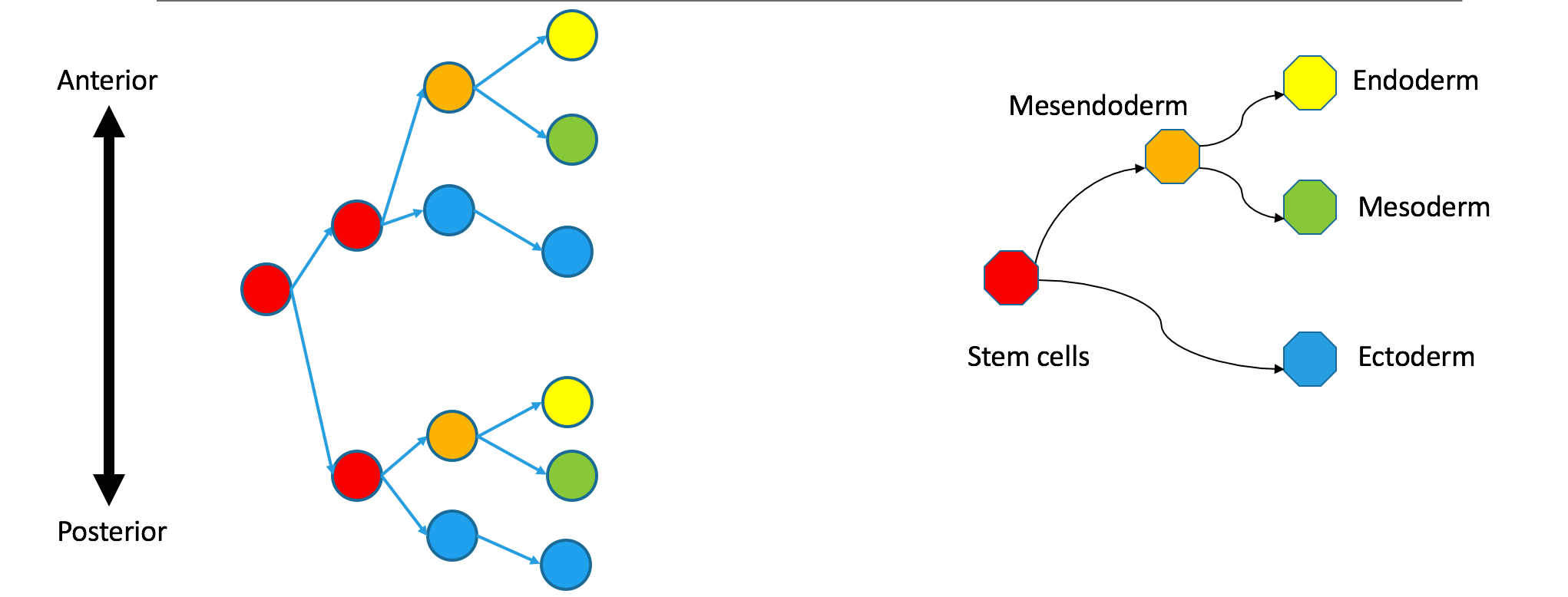 Non-superimposable clonal and state trees