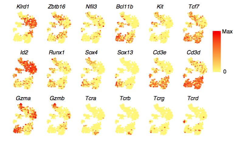 TCR expression helps distinguish innate lymphoid cells, alpha-beta T cells, and gamma-delta T cells